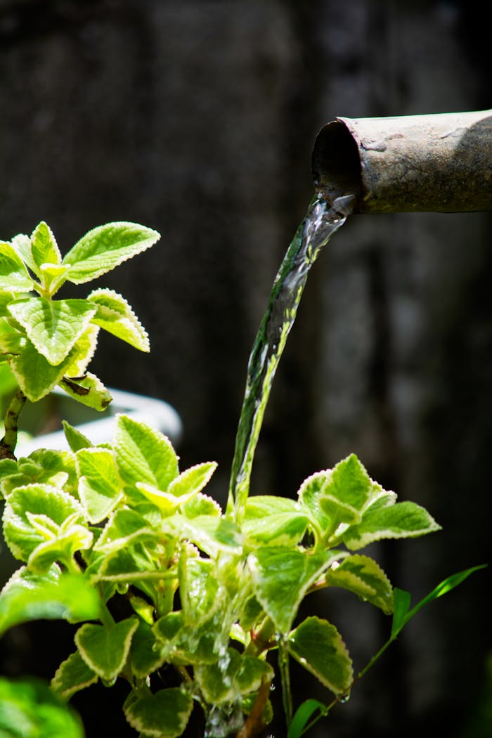 Close-up of fresh water pouring onto vibrant green leaves from a bamboo pipe, emphasizing nature's purity.