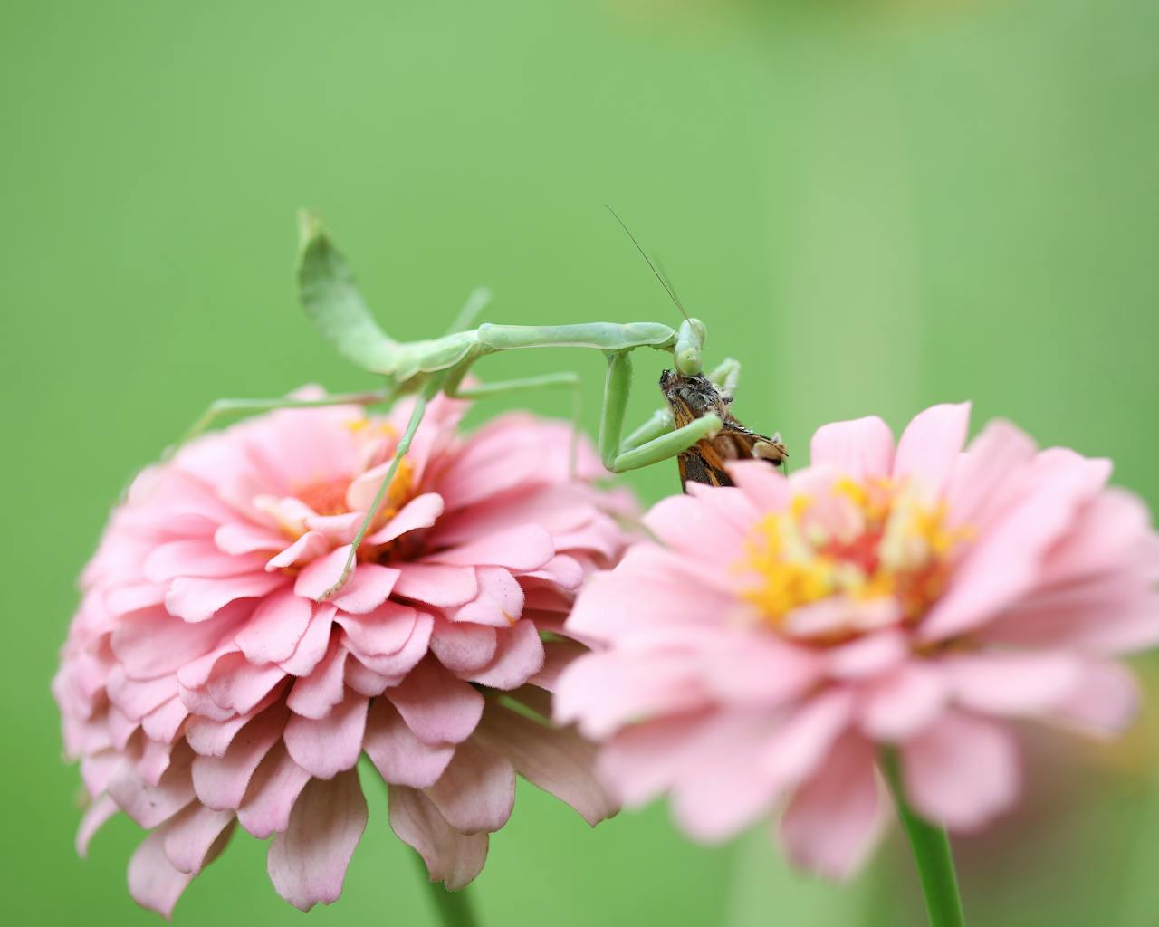 Free stock photo of praying mantis